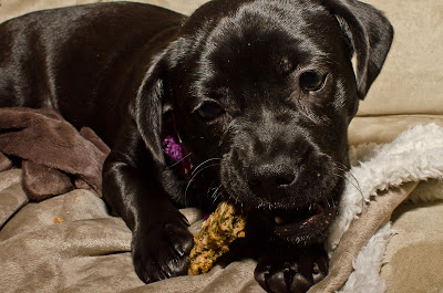 Homemade Doggie Treats with Peanut Butter,  Banana + Parsley