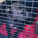 hawaii dog quarantine