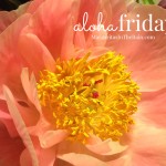 aloha friday