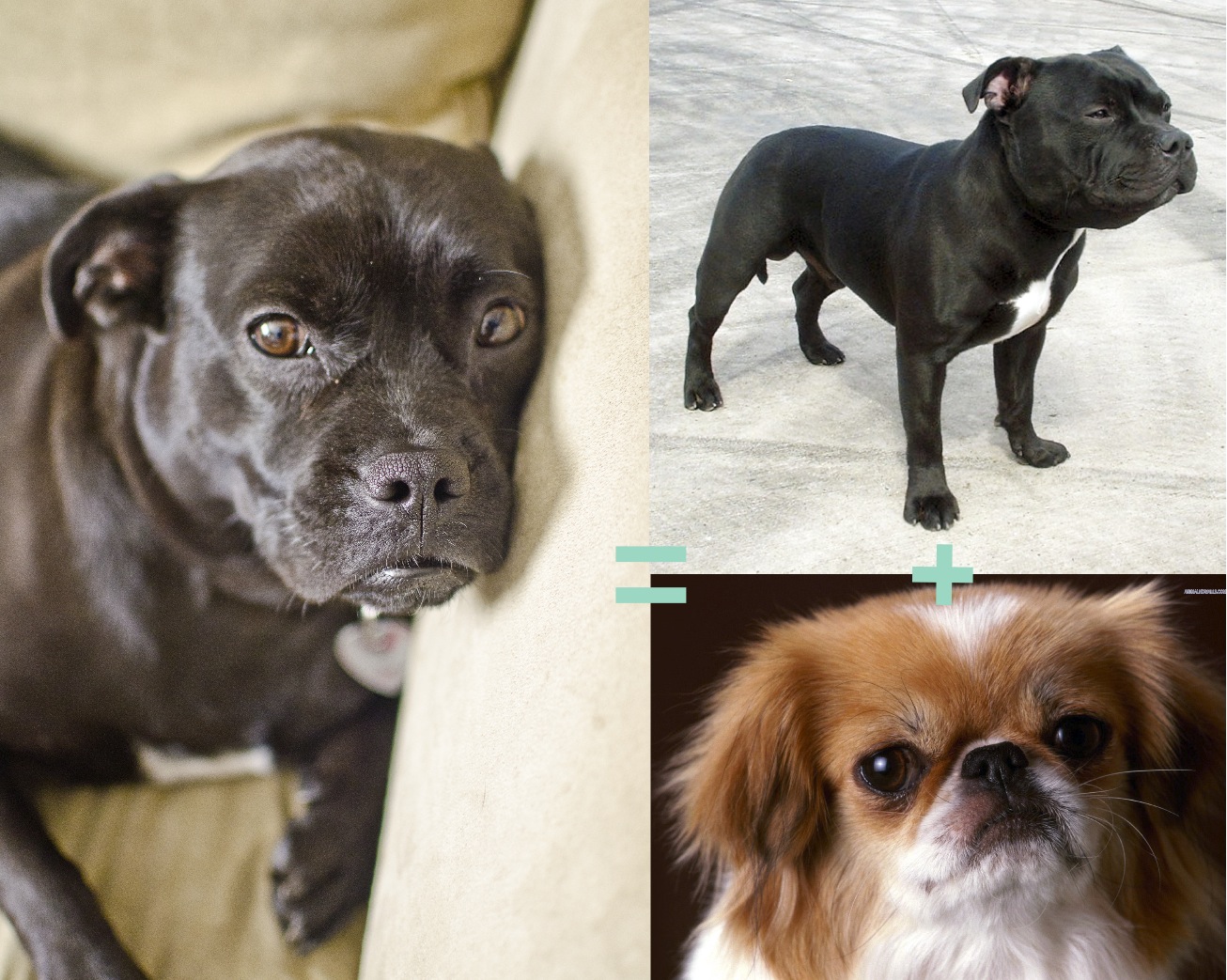 staffordshire terrier pikingese