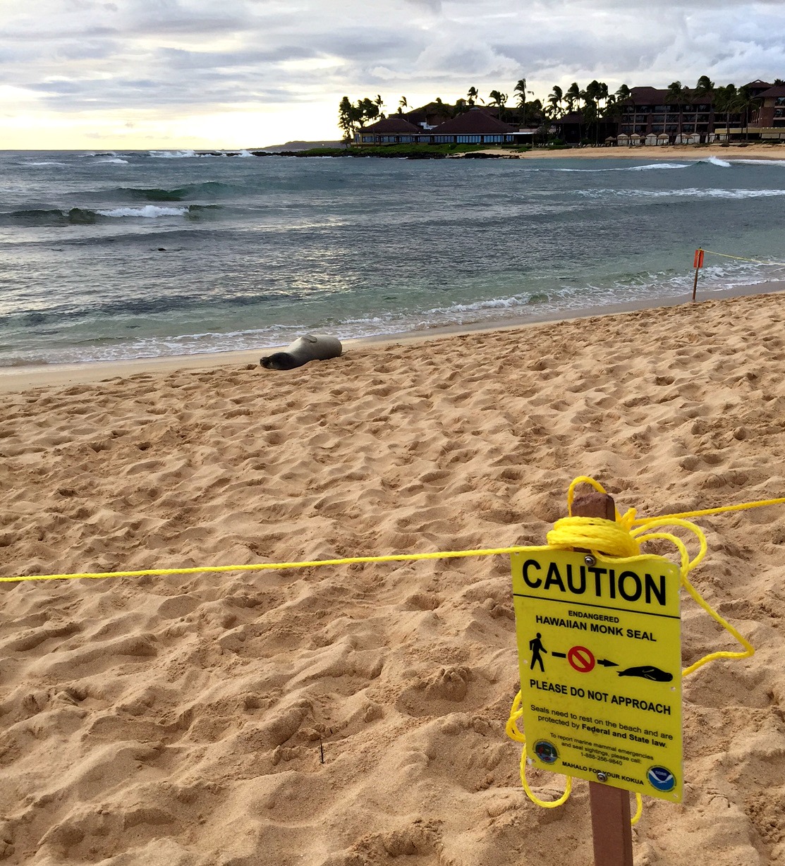 kauai hawaiian monk seal